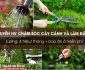 Tuyển nhân viên chăm sóc cây cảnh và làm đất giá thể bao ăn ở miễn phí Tuyển nhân viên chăm sóc cây cảnh và làm đất giá thể bao ăn ở miễn phí