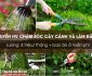 Tuyển nhân viên chăm sóc cây cảnh và làm đất giá thể bao ăn ở miễn phí Tuyển nhân viên chăm sóc cây cảnh và làm đất giá thể bao ăn ở miễn phí