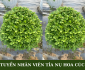Tuyển nhân viên tỉa nụ hoa cúc thời vụ